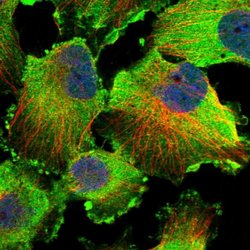 Invitrogen C9orf117 Polyclonal Antibody 100 &mu;L; Unconjugated:Antibodies,