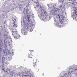 Invitrogen C9orf117 Polyclonal Antibody 100 &mu;L; Unconjugated:Antibodies,