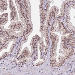 Invitrogen FAM120AOS Polyclonal Antibody 100 &mu;L; Unconjugated:Antibodies,