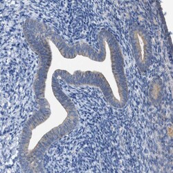 WIPI2 Polyclonal Antibody:Antibodies, Polyclonal
