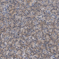 WIPI2 Polyclonal Antibody:Antibodies, Polyclonal