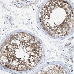 WIPI2 Polyclonal Antibody:Antibodies, Polyclonal