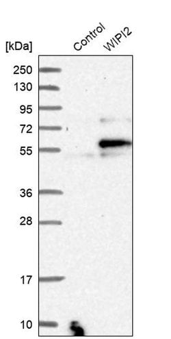 WIPI2 Polyclonal Antibody:Antibodies, Polyclonal