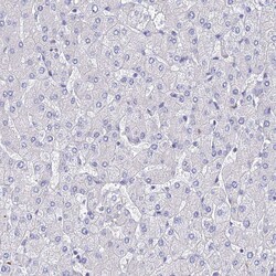 Invitrogen APOBEC3H Polyclonal Antibody 100 &mu;L; Unconjugated:Antibodies,
