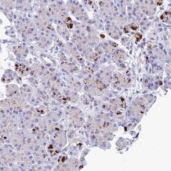 Invitrogen APOBEC3H Polyclonal Antibody 100 &mu;L; Unconjugated:Antibodies,