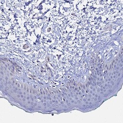 Invitrogen APOBEC3H Polyclonal Antibody 100 &mu;L; Unconjugated:Antibodies,