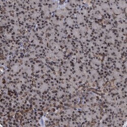 Invitrogen ING2 Polyclonal Antibody 100 &mu;L; Unconjugated:Antibodies,