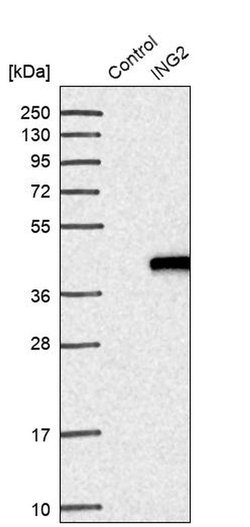 Invitrogen ING2 Polyclonal Antibody 100 &mu;L; Unconjugated:Antibodies,