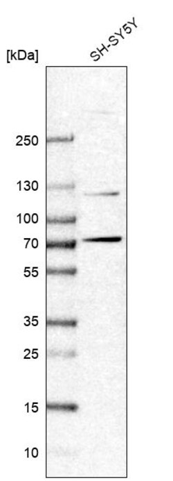 Invitrogen ZBTB5 Polyclonal Antibody 100 &mu;L | Buy Online | Invitrogen&trade; | Fisher Scientific