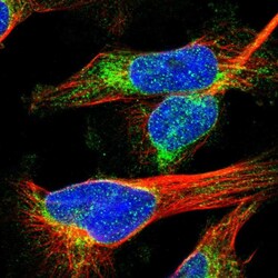 Invitrogen GANP Polyclonal Antibody 100 μL; Unconjugated:Antibodies,