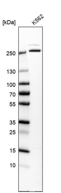 Invitrogen GANP Polyclonal Antibody 100 μL; Unconjugated:Antibodies,
