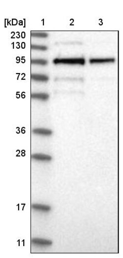 Invitrogen LRCH1 Polyclonal Antibody 100 &mu;L; Unconjugated:Antibodies,