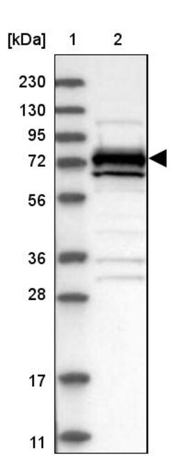 Invitrogen MEKK2 Polyclonal Antibody 100 &mu;L; Unconjugated:Antibodies,