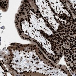 ZBTB10 Polyclonal Antibody:Antibodies, Polyclonal