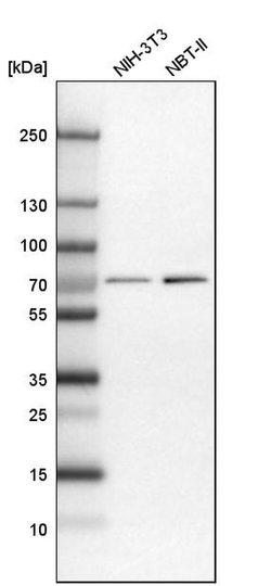 Invitrogen NPLOC4 Polyclonal Antibody 100 &mu;L; Unconjugated:Antibodies,