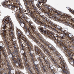 Invitrogen SLC43A2 Polyclonal Antibody 100 &mu;L; Unconjugated:Antibodies,