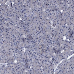 Invitrogen SLC43A2 Polyclonal Antibody 100 &mu;L; Unconjugated:Antibodies,