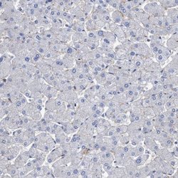 Invitrogen SLC43A2 Polyclonal Antibody 100 &mu;L; Unconjugated:Antibodies,