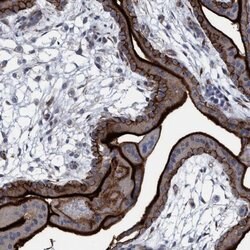 Invitrogen SLC43A2 Polyclonal Antibody 100 &mu;L; Unconjugated:Antibodies,