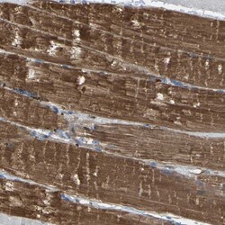 Invitrogen PHLP Polyclonal Antibody 100 &mu;L; Unconjugated:Antibodies,