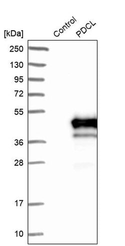 Invitrogen PHLP Polyclonal Antibody 100 &mu;L; Unconjugated:Antibodies,