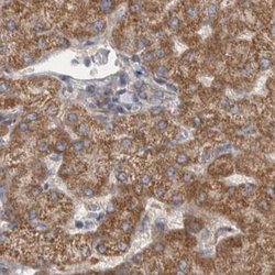 Invitrogen SCO1 Polyclonal Antibody 100 &mu;L; Unconjugated:Antibodies,