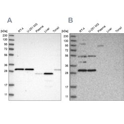Invitrogen SCO1 Polyclonal Antibody 100 &mu;L; Unconjugated:Antibodies,
