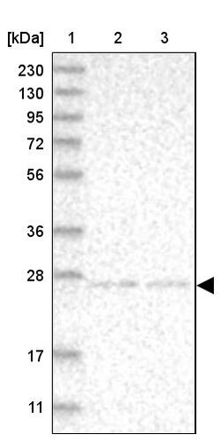 Invitrogen NT5C Polyclonal Antibody 100 &mu;L; Unconjugated:Antibodies,