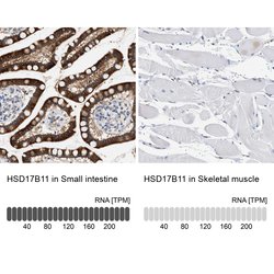 Invitrogen HSD17B11 Polyclonal Antibody 100 &mu;L; Unconjugated:Antibodies,