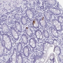 Invitrogen GIP Polyclonal Antibody 100 &mu;L; Unconjugated:Antibodies,