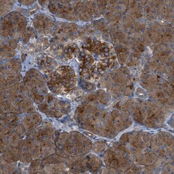 Invitrogen CYB5D1 Polyclonal Antibody 100 &mu;L; Unconjugated:Antibodies,