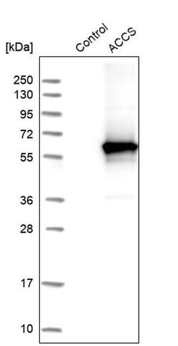 ACCS Polyclonal Antibody, Invitrogen&trade; 100 &mu;L; Unconjugated 