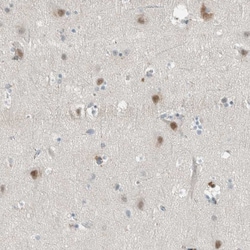 Invitrogen CERCAM Polyclonal Antibody 100 &mu;L; Unconjugated:Antibodies,
