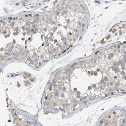 UBAP2 Polyclonal Antibody:Antibodies, Polyclonal