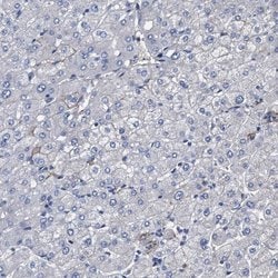 Invitrogen KLHL41 Polyclonal Antibody 100 &mu;L; Unconjugated:Antibodies,