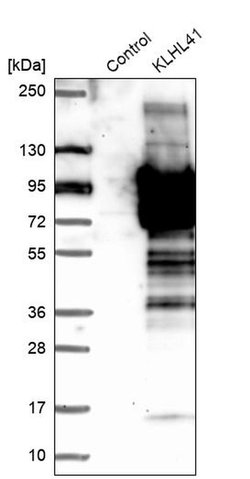 Invitrogen KLHL41 Polyclonal Antibody 100 &mu;L; Unconjugated:Antibodies,