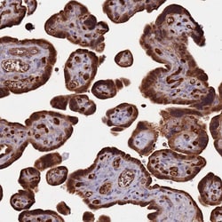 Invitrogen DENR Polyclonal Antibody 100 &mu;L; Unconjugated:Antibodies,