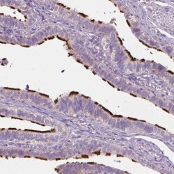 Invitrogen C9orf117 Polyclonal Antibody 100 &mu;L; Unconjugated:Antibodies,