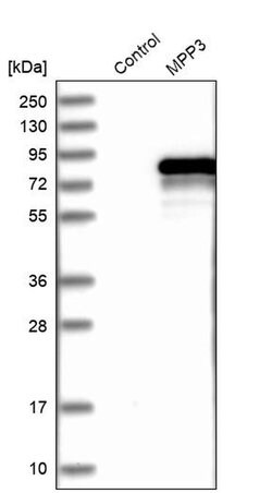 Invitrogen MPP3 Polyclonal Antibody 100 &mu;L; Unconjugated:Antibodies,