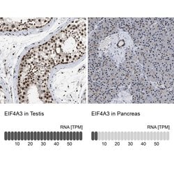 Invitrogen eIF4A3 Polyclonal Antibody 100 &mu;L; Unconjugated:Antibodies,