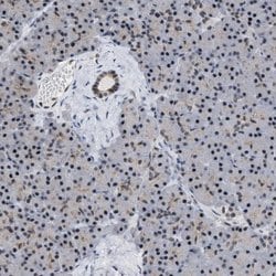Invitrogen eIF4A3 Polyclonal Antibody 100 &mu;L; Unconjugated:Antibodies,