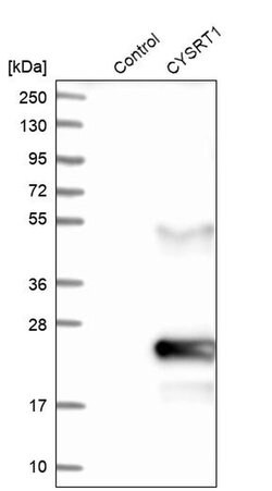 Invitrogen CYSRT1 Polyclonal Antibody 100 &mu;L | Buy Online | Invitrogen&trade; | Fisher Scientific