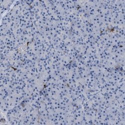 SLC47A1 Polyclonal Antibody, Invitrogen&trade; 100 &mu;L; Unconjugated 