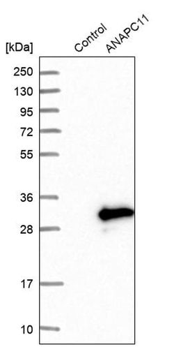 Invitrogen APC11 Polyclonal Antibody 100 &mu;L; Unconjugated:Antibodies,