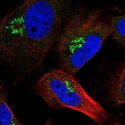 Invitrogen RNF157 Polyclonal Antibody 100 &mu;L; Unconjugated:Antibodies,
