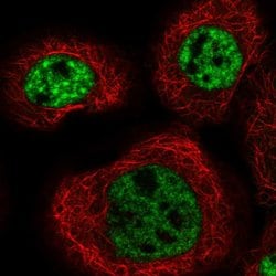 Invitrogen MFSD11 Polyclonal Antibody 100 &mu;L; Unconjugated:Antibodies,