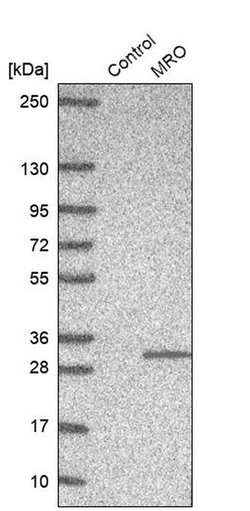 Invitrogen MRO Polyclonal Antibody 100 &mu;L; Unconjugated:Antibodies,