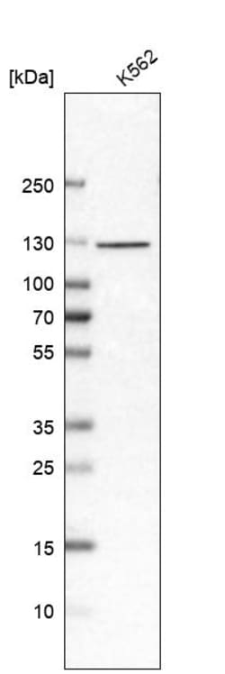 Invitrogen EFTUD2 Polyclonal Antibody 100 &mu;L; Unconjugated:Antibodies,