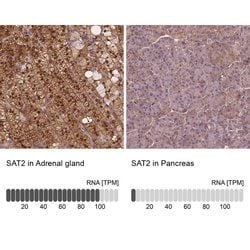 Invitrogen SAT2 Polyclonal Antibody 100 &mu;L; Unconjugated:Antibodies,