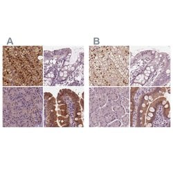 Invitrogen SAT2 Polyclonal Antibody 100 &mu;L; Unconjugated:Antibodies,